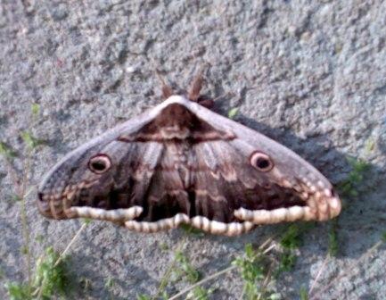 nocni motyl