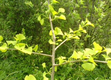 jinan dvojlalo�n� - gingo biloba