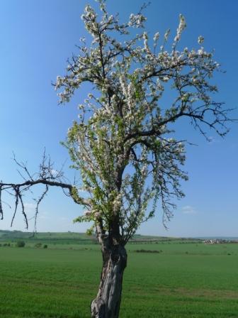 kvetouc� hru�e�